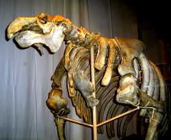 the Dresden Skeleton, front view